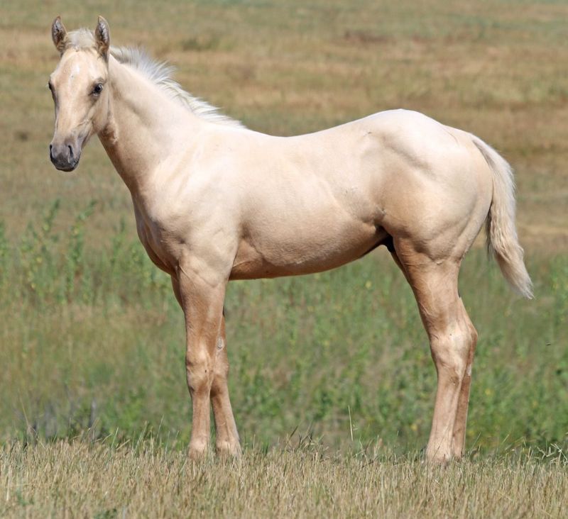 031 - Flit Miss Sandoc colt